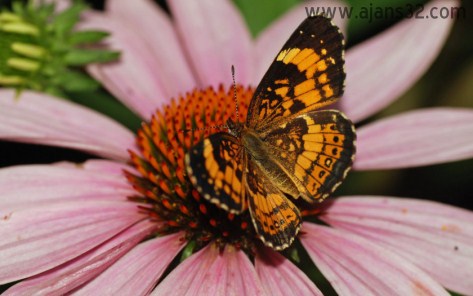 Muhteşem Kelebekler 14