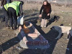 Belediye Sokak Hayvanlarına Sahip Çıktı