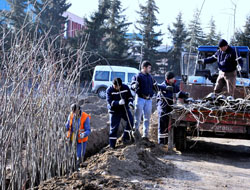 Şehir Ihlamur Kokacak