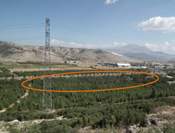 TEMA’dan SDÜ’ye Ağaç Tepkisi