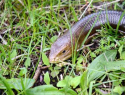 Isparta’lı Şoföre Yılan Şoku