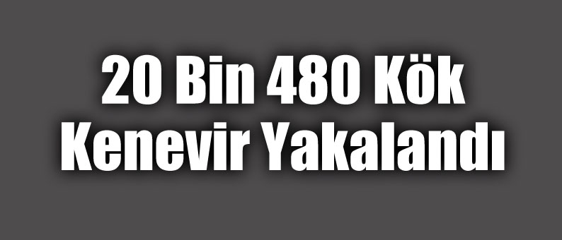 20 Bin Kök Kenevir Yakalandı