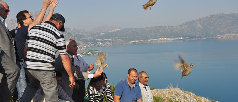 Kınalı Keklikler Doğaya Bırakıldı