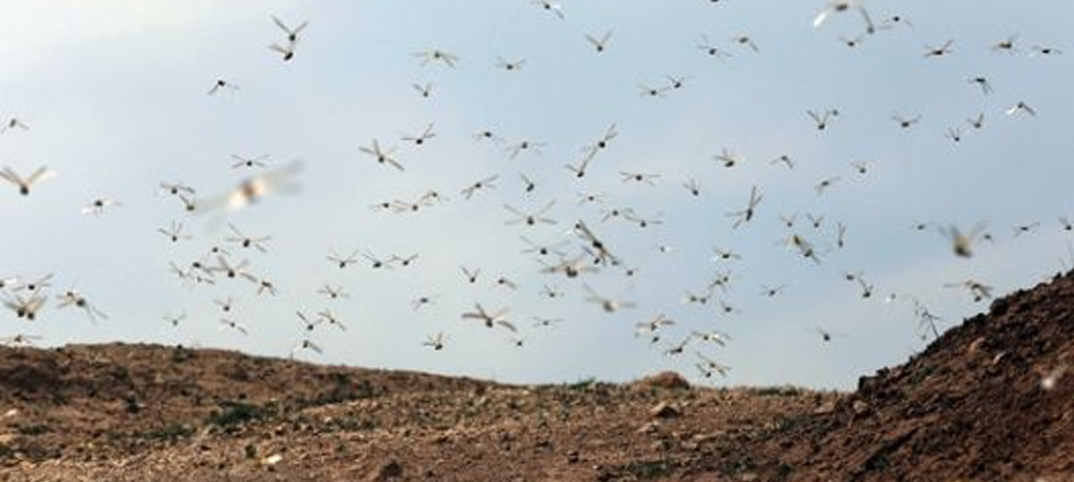 Sütçüler'in Köylerinde Çekirge İstilası