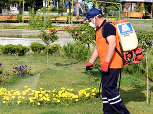 Mesirelik Alanlar İlaçlanıyor