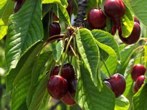 Isparta’da 3 Lira Salihli’de 9 Lira