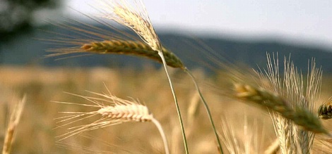 Yağışlar, Buğday Üreticisinin Yüzünü Güldürüyor