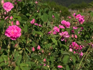 Gül Üreticisine Destek Yüzde 102 Arttı