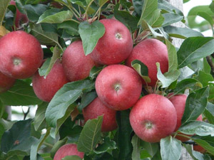 Elma Hasadı Başladı