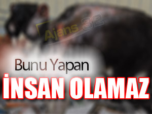Bunu Yapan İnsan Olamaz