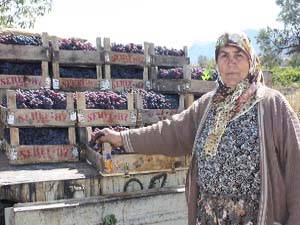 Üzüm Üreticisi Dertli
