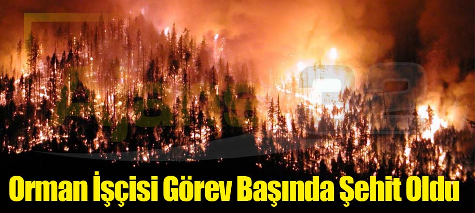 Orman İşçisi Görev Başında Şehit Oldu