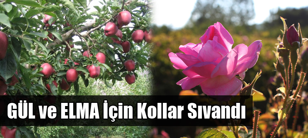 GÜL ve ELMA İçin Kollar Sıvandı