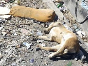 Sokak Köpeklerini Zehirlediler