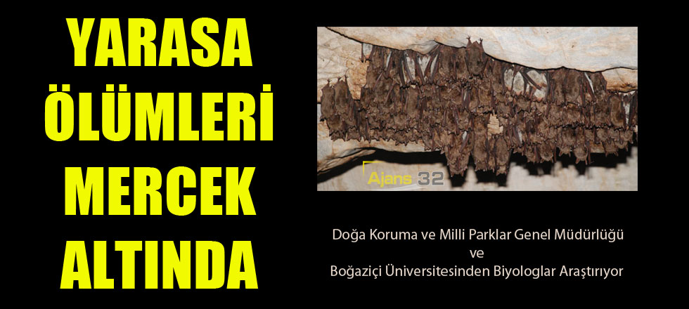 Yarasa Ölümleri Mercek Altında