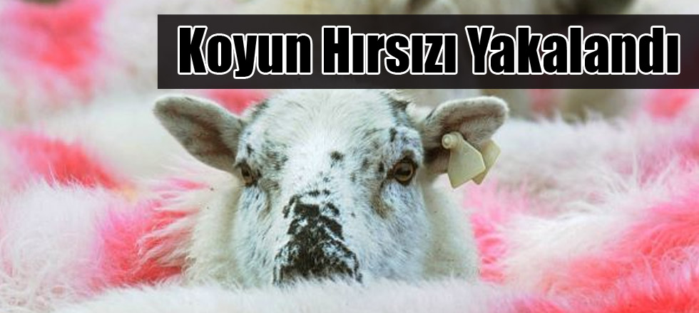 Koyun Hırsızı Yakalandı