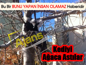 Kediyi Ağaca Astılar