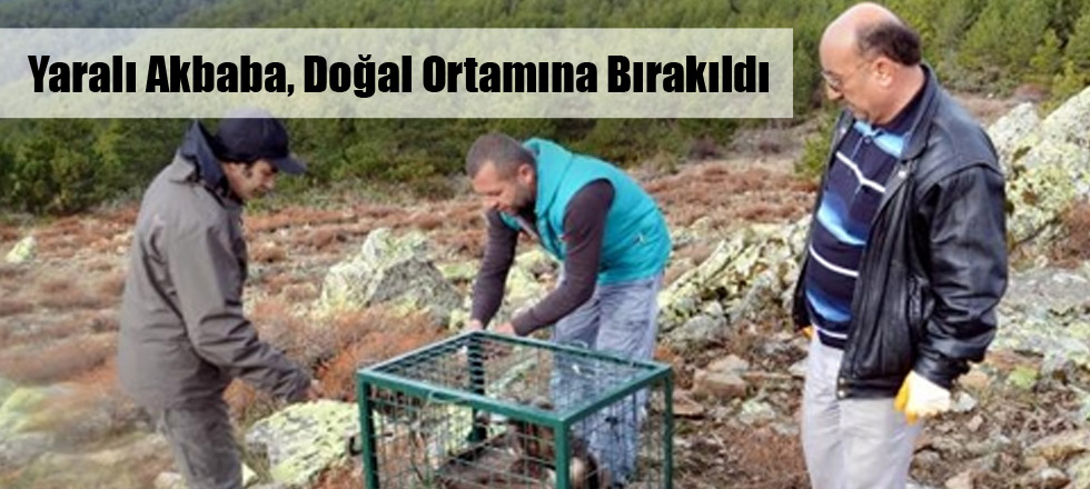 Yaralı Kara Akbaba, Doğal Ortamına Bırakıldı