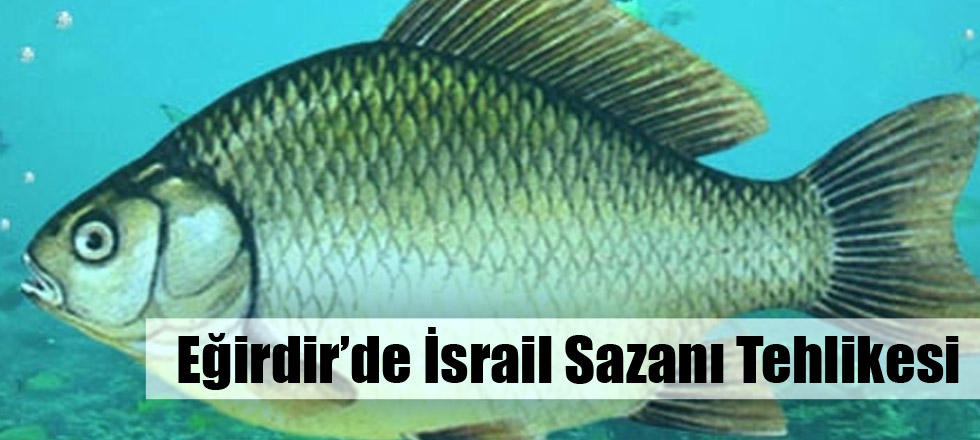 Eğirdir’de İsrail Sazanı Tehlikesi