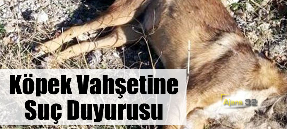 Köpek Vahşetine Suç Duyurusu