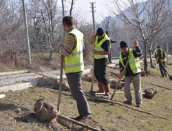 Sütçüler Belediyesi 10 bin fidan dikilecek