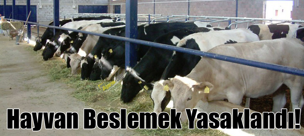 Hayvan Beslemek Yasaklandı!