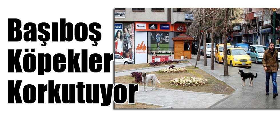 Başıboş Köpekler Korkutuyor