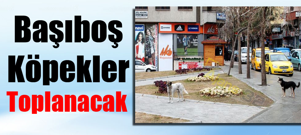 Başıboş Köpekler Toplanacak
