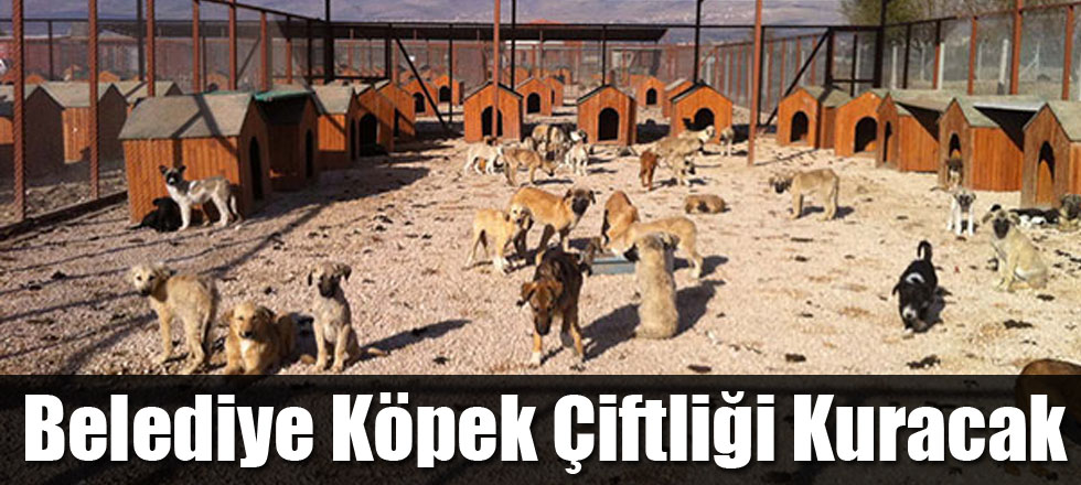 Belediye Köpek Çiftliği Kuracak