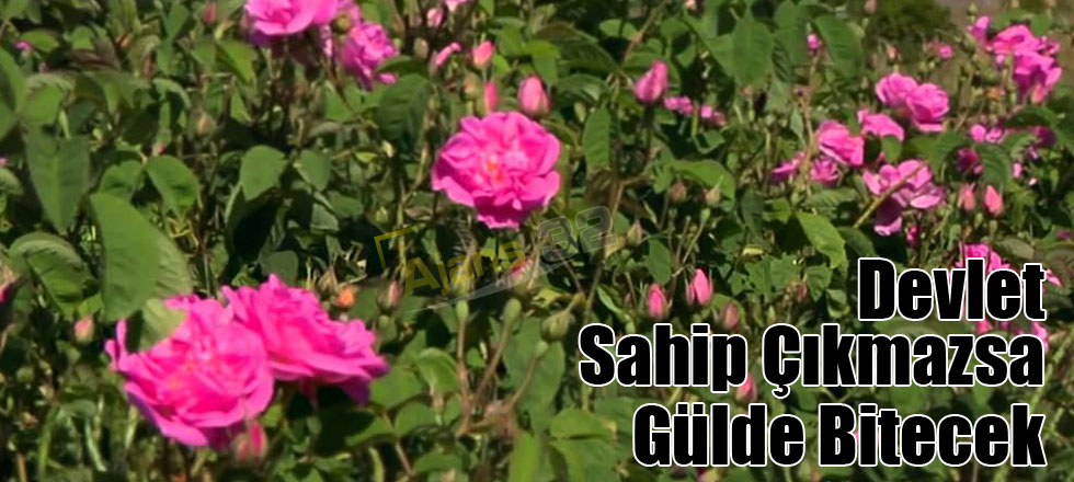 Devlet Sahip Çıkmazsa Gülde Bitecek