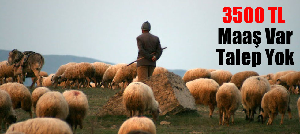 3500 TL Maaş Var Talep Yok