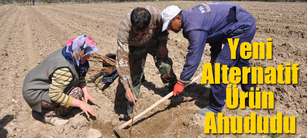Yeni Alternatif Ürün Ahududu