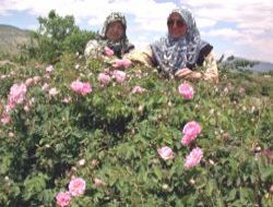 En Fazla Gülü Toplamak İçin Yarıştılar