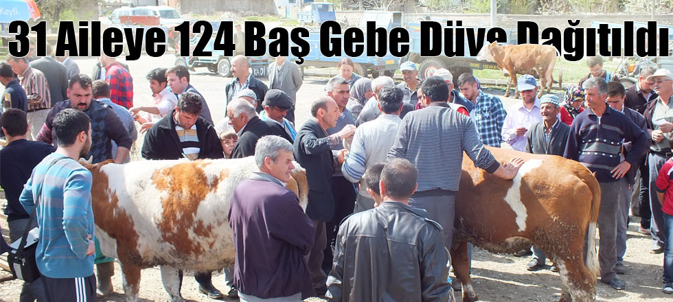 31 Aileye 124 Baş Gebe Düve Dağıtıldı