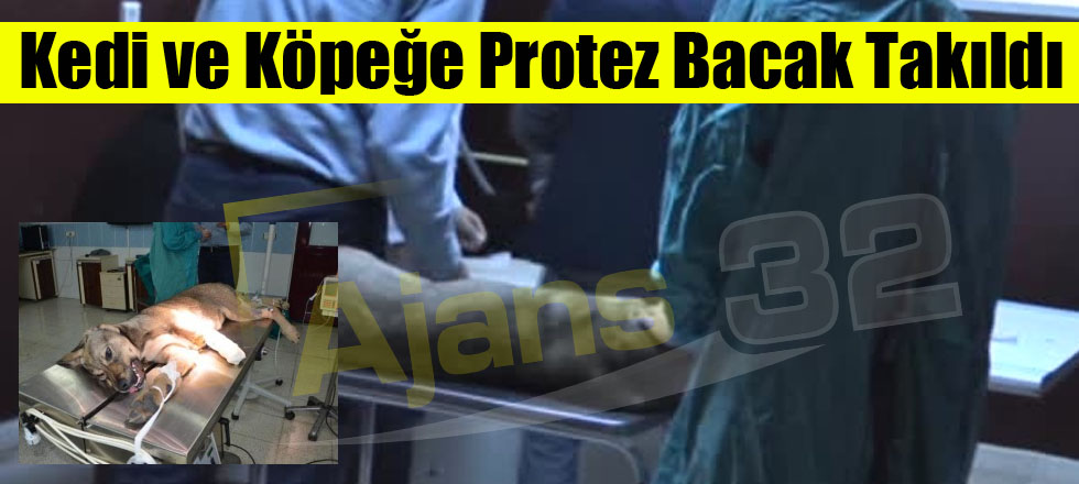 Kedi ve Köpeğe Protez Bacak Takıldı