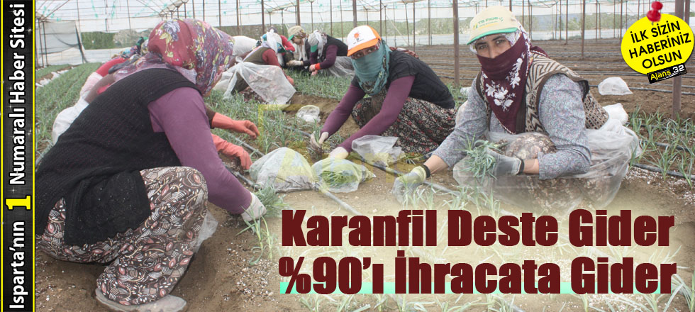 Karanfil Deste Gider %90'ı İhracata Gider
