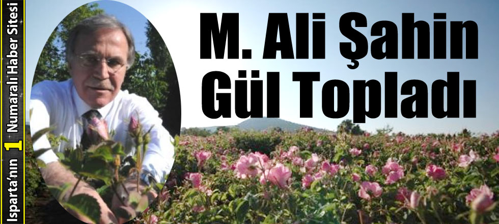 Mehmet Ali Şahin Isparta’da Gül Topladı