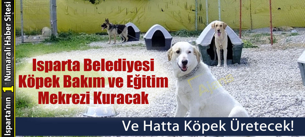 Isparta Belediyesi Köpek Bakım ve Eğitim Merkezi Kuracak