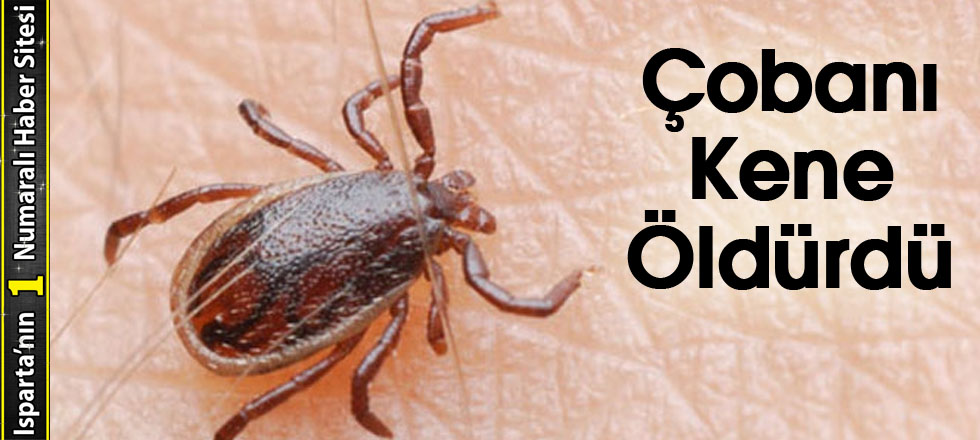 Çobanı Kene Öldürdü