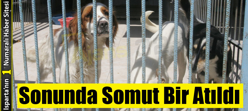 Hayvan Barınağı İçin İlk Adım Atıldı