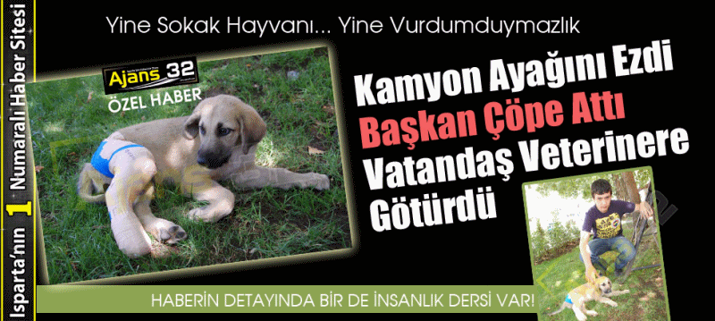 Yine Sokak Hayvanı... Yine Vurdumduymazlık!