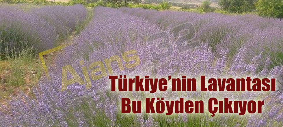 Türkiye'nin Lavantası Bu Köyden Çıkıyor