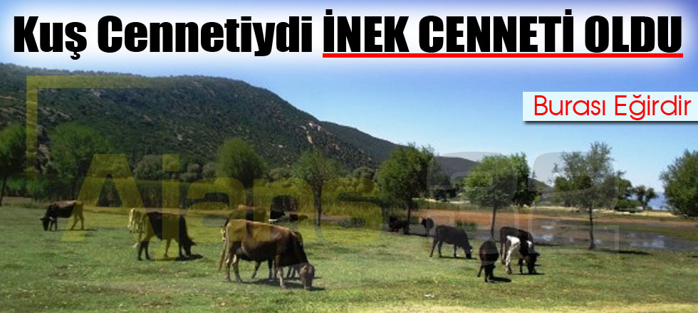 Sular ve Kuşlar Çekildi Cennet İneklere Kaldı!