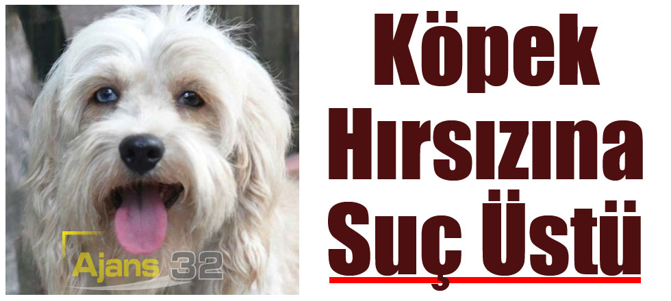 Köpek Hırsızına Suç Üstü