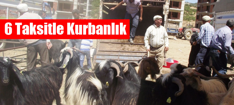 6 Taksitle Kurbanlık