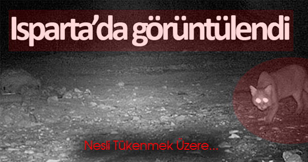 Nesli Tükenmek Üzere... Isparta'da Görüntülendi