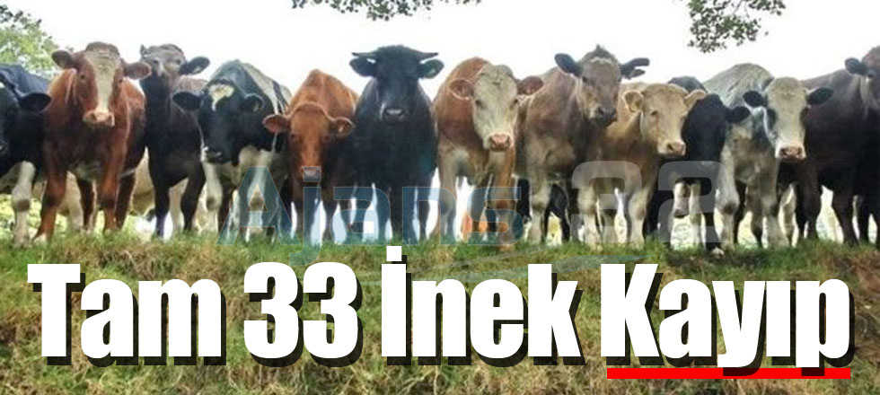 33 İnek Kayıp!