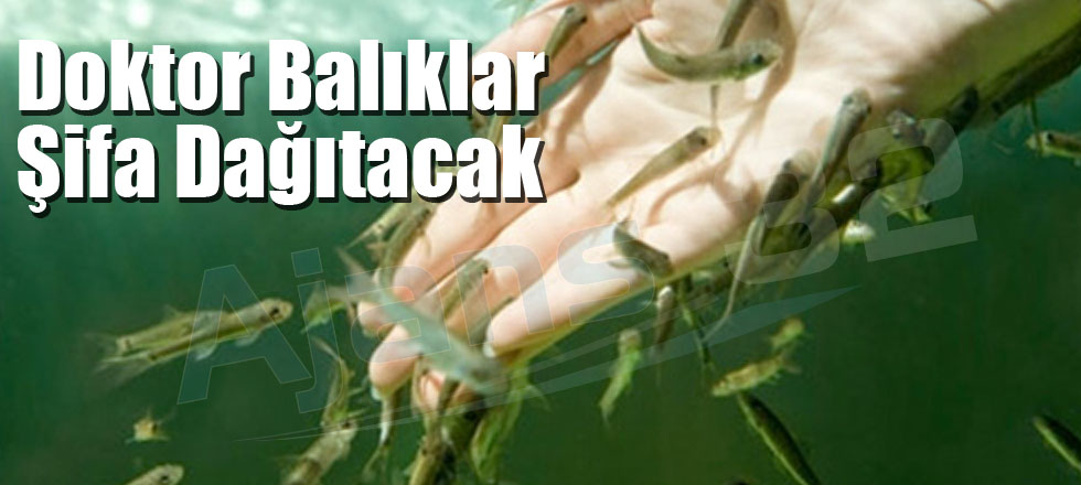 Doktor Balıklar Şifa Dağıtacak