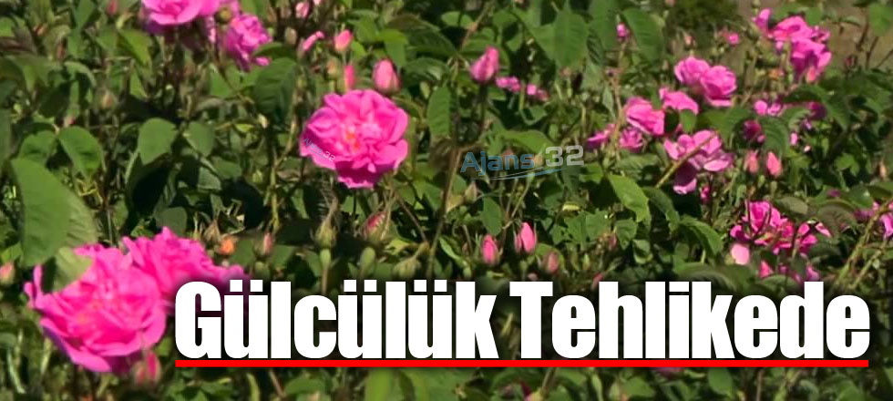 Gülcülük Tehlikede
