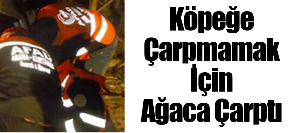 Köpeğe Çarpmamak İçin Ağaca Çarptı